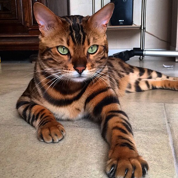 30 животных, которых природа разрисовала с юморком 30 животных, которых природа разрисовала с юморком