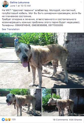 алабай нашел хозяев тощий алабай