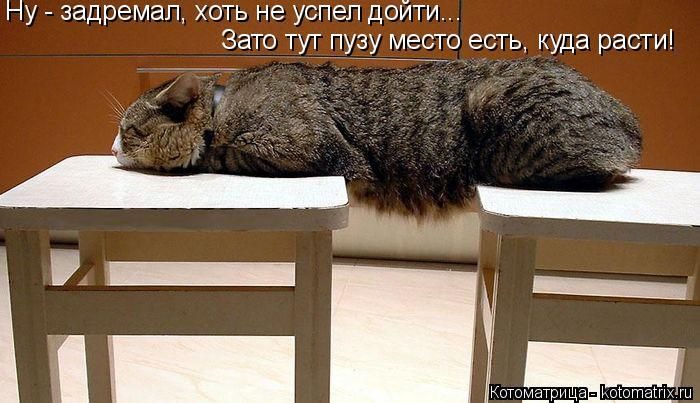 Лучшие котоматрицы недели