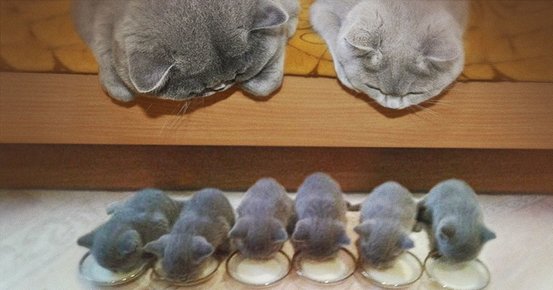 11 кошек и их очаровательные мини-копии 11 кошек и их очаровательные мини-копии котенок, кошка