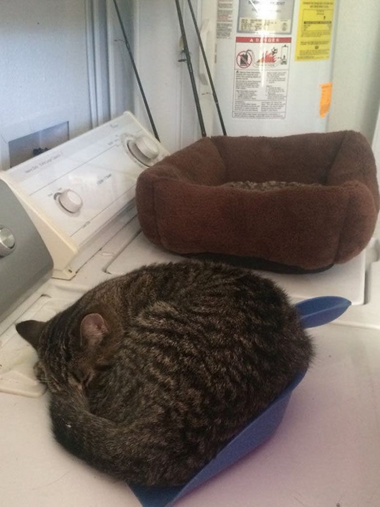 Номинанты на звание самого бестолкового кота года)) Номинанты на звание самого бестолкового кота года))