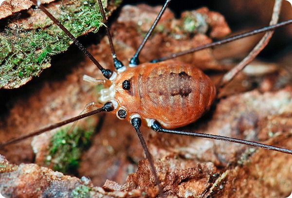 Сенокосцы (лат. Opiliones или Phalangida)