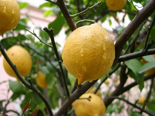 Саженец экзотических фруктов Саженцы экзотических фруктов: лимона, банана, ананаса