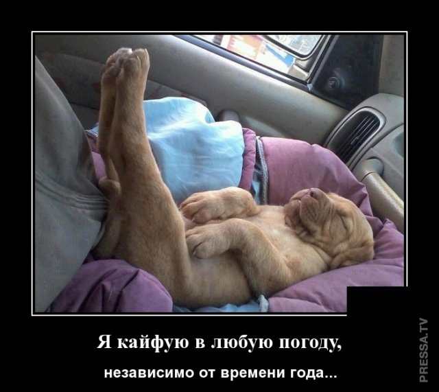 ДЕМОТИВАТОРЫ+ ДЕМОТИВАТОРЫ+