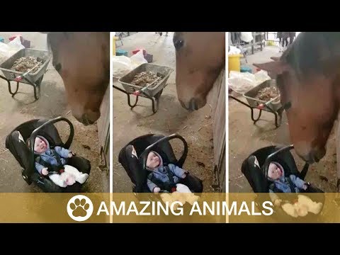 Лошадь помогла успокоить хнычущего малыша, который лежал в переносном кресле