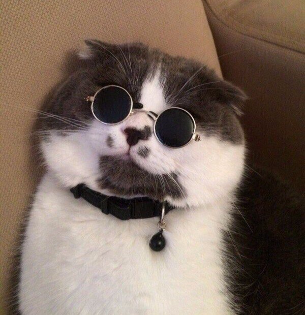 Что за чудо эти кошки!