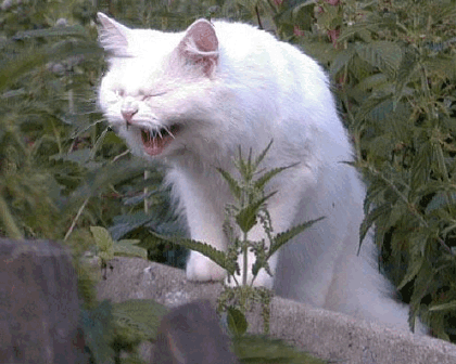 (без названия) (без названия)
