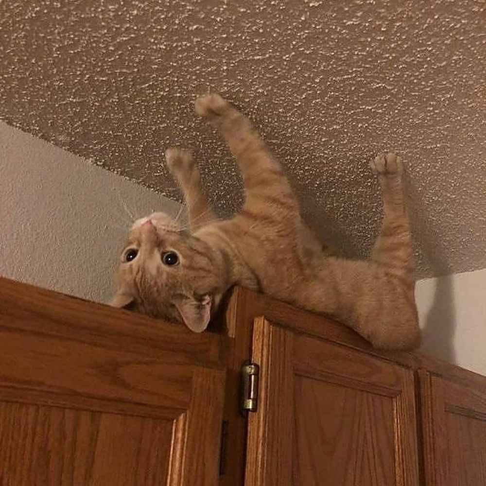 8 забавных фото котов, которые уютно лежат в очень странных местах