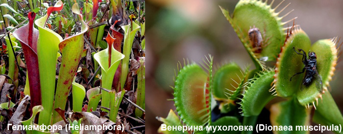 Плотоядные растения - гелиамфора, Венерина мухоловка