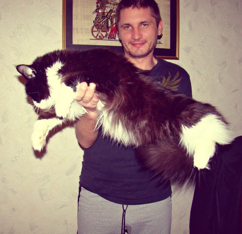 Они взяли крошечного котёнка мейн-куна и полюбуйтесь, каким он стал через год! Они взяли крошечного котёнка мейн-куна и полюбуйтесь, каким он стал через год! коты, мейн-кун