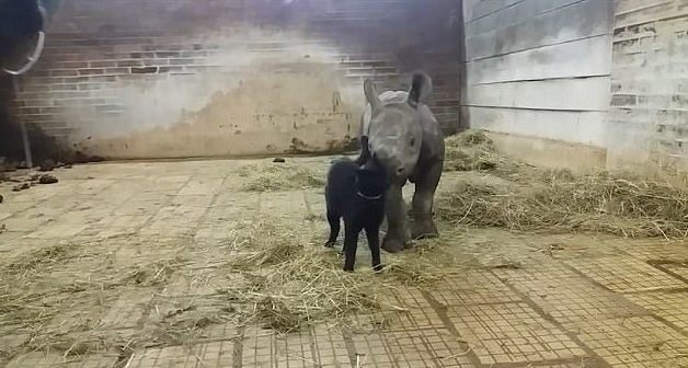 Умилительная дружба кота с детенышем носорога Умилительная дружба кота с детенышем носорога