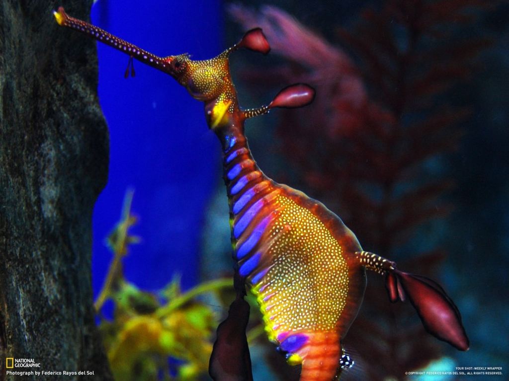    National Geographic