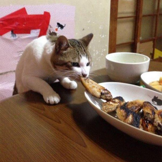 Коты, которых застали врасплох. И вовсе они не воруют, они охотятся! Коты, которых застали врасплох. И вовсе они не воруют, они охотятся!
