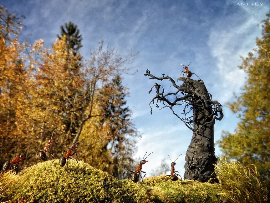 NewPix.ru - Муравьиная жизнь. Интервью с муравьиным фотографом NewPix.ru - Муравьиная жизнь. Интервью с муравьиным фотографом