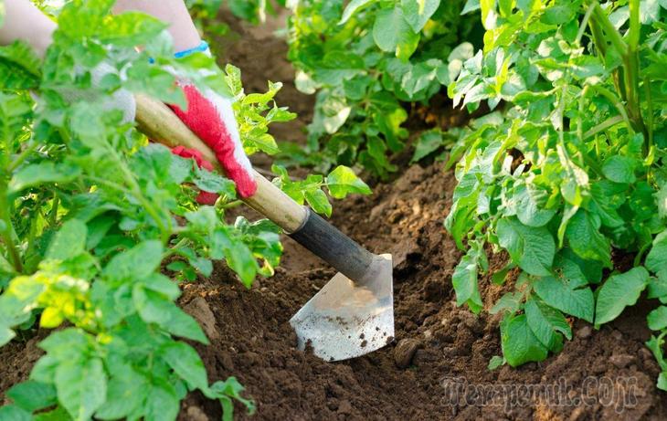 12 способов посадки картофел…
