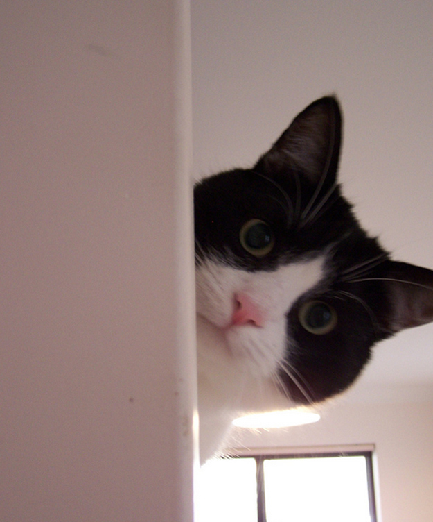 animals 42 � ��� ����������� ������