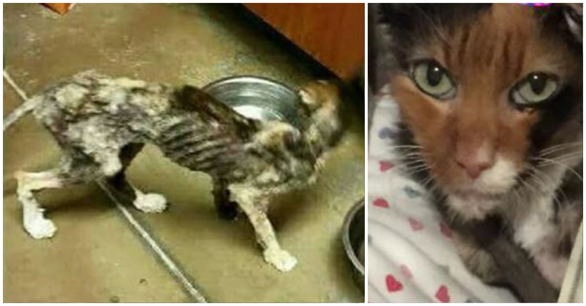 Симптомы анорексии у кошек