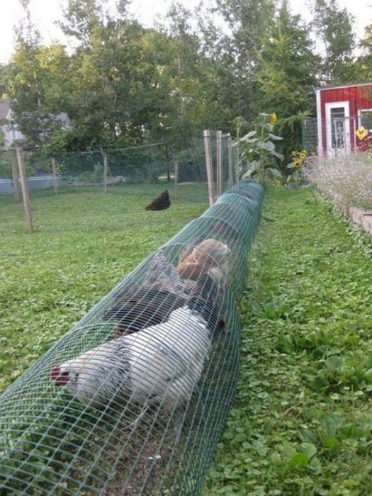 Тоннель для куриц - спасение для тех, кто занимается разведением домашней птицы. Тоннель для куриц - спасение для тех, кто занимается разведением домашней птицы.