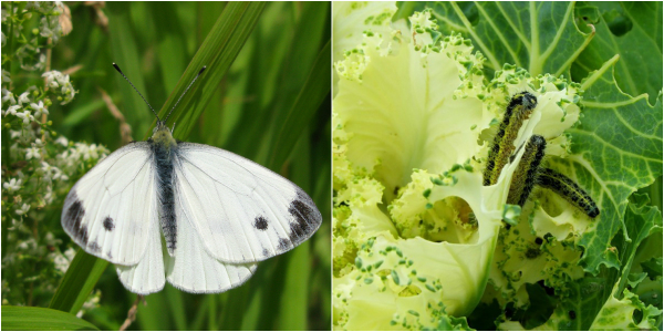 борьба с гусеницами на капусте