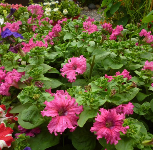 �����������