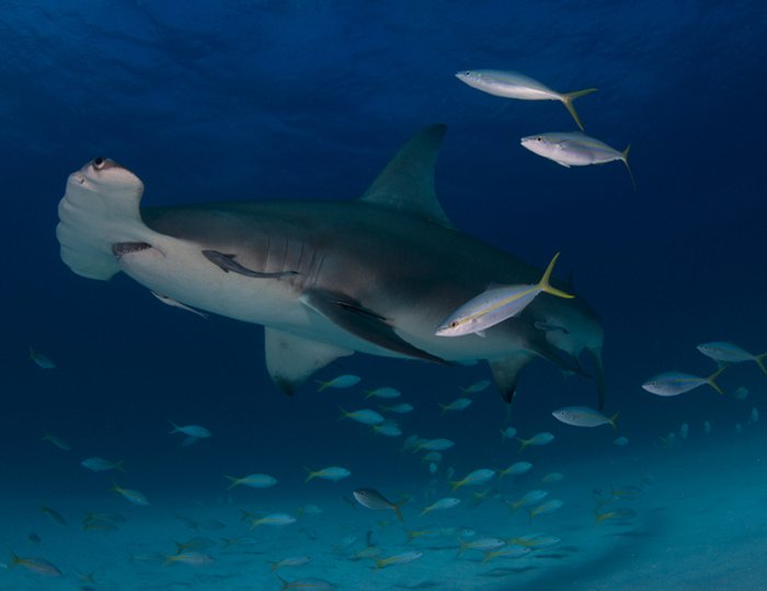������ ������ �������� ��������� ���������� �RSMAS Underwater Photography 2013�