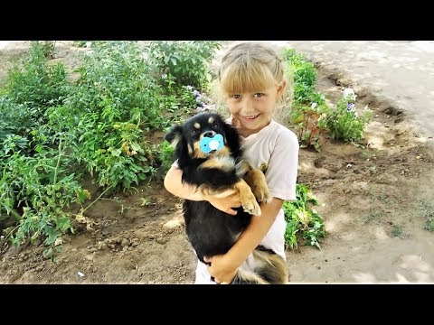 Приколы Животные 2018 Май #230 Смешные Собаки и Кошки Приколы Животные 2018 Май #230 Смешные Собаки и Кошки