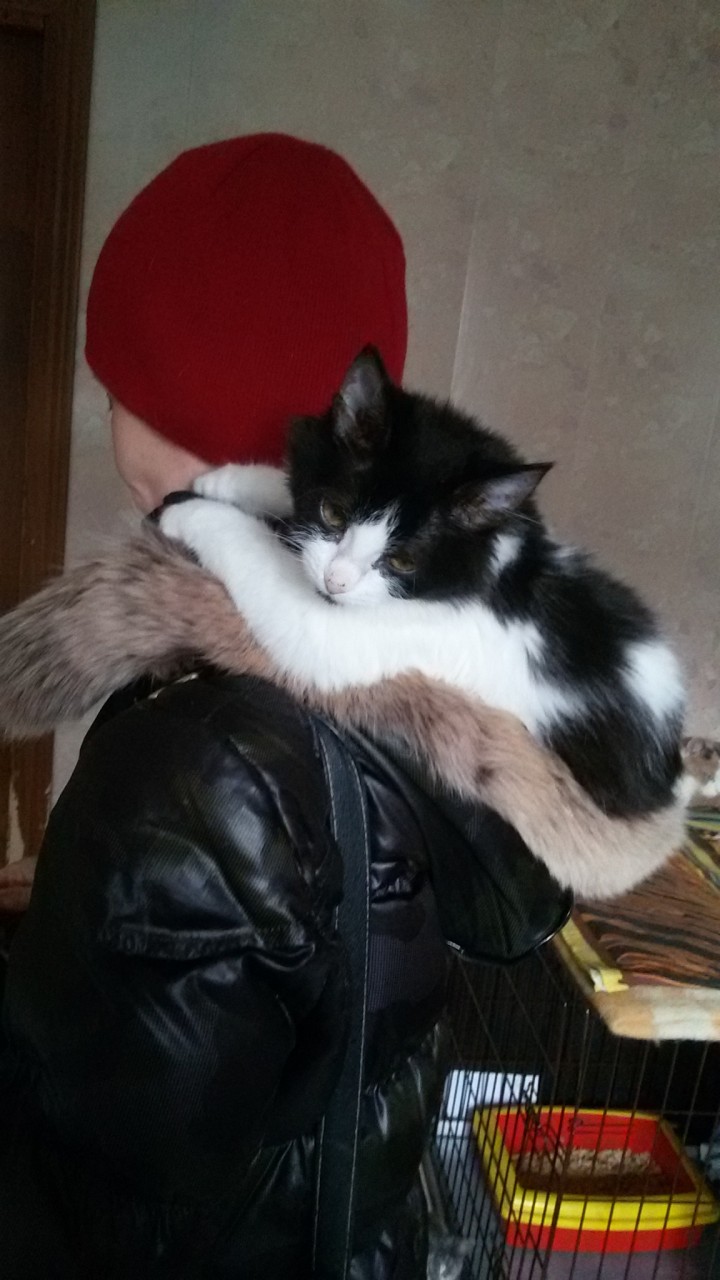 Котят тоже приносят аисты) Лиза ищет дом! Котят тоже приносят аисты) Лиза ищет дом!