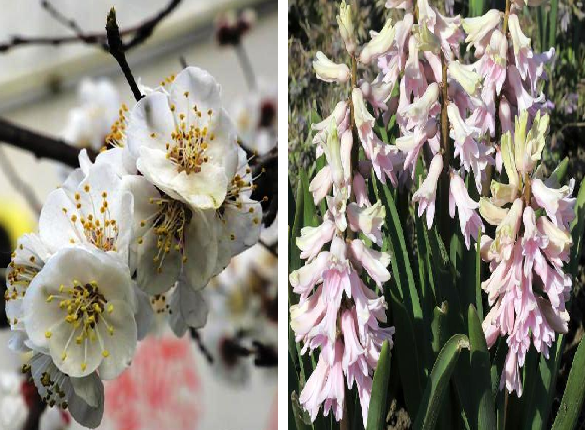 Крымская весна —  цветут абрикосы слива и вишня. Гиацинты с нарциссами тоже не отстают...