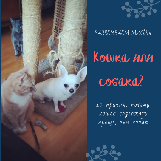 10 причин, почему кошек содержать проще, чем собак. Развеиваем мифы!