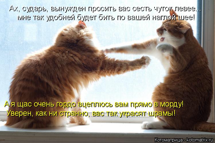 Последняя майская котоматрица