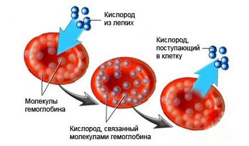 Симптомы и неочевидные низкого гемоглобина