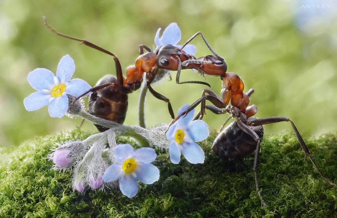 NewPix.ru - Муравьиная жизнь. Интервью с муравьиным фотографом NewPix.ru - Муравьиная жизнь. Интервью с муравьиным фотографом
