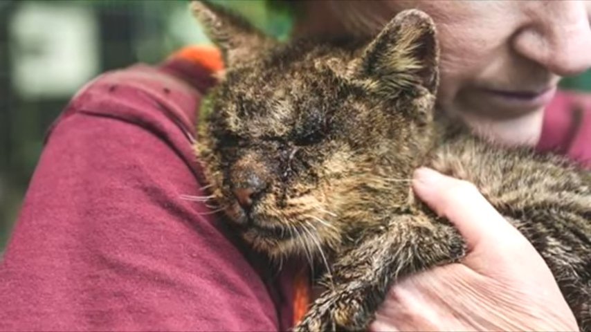 К несчастному котику все боялись даже прикоснуться, но одна женщина забрала его домой