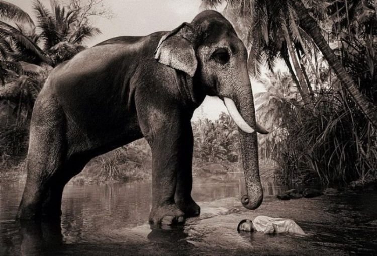 Люди и животные в фотографиях Gregory Colbert