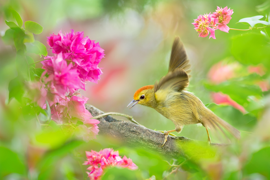 ～ Little Red Riding Hood ～, автор — FuYi Chen на 500px.com