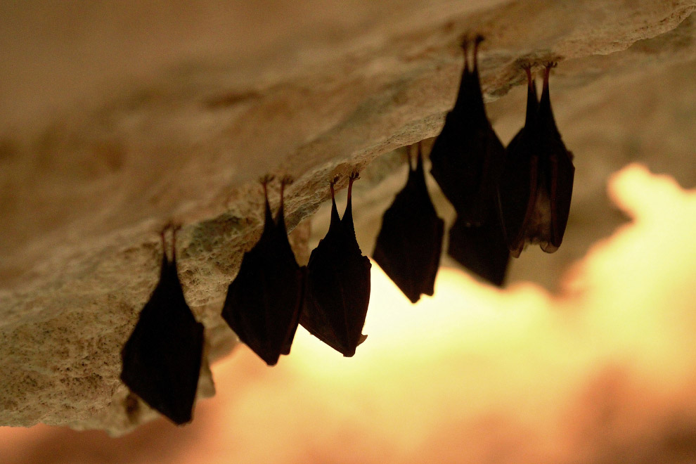 Знаменитые пещерные жители — летучие мыши в пещере в Микулове
