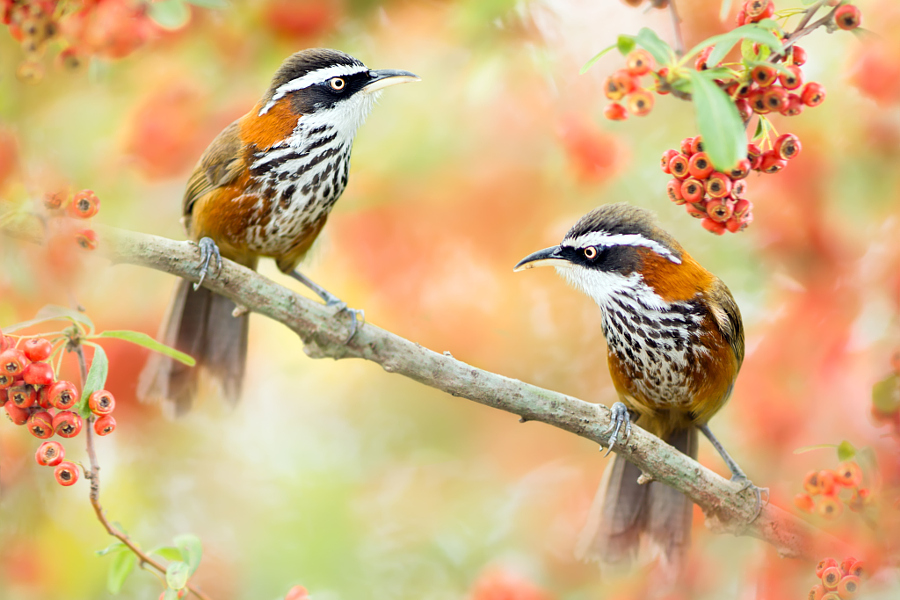 ～ Taiwan Scimitar-babbler ～, автор — FuYi Chen на 500px.com