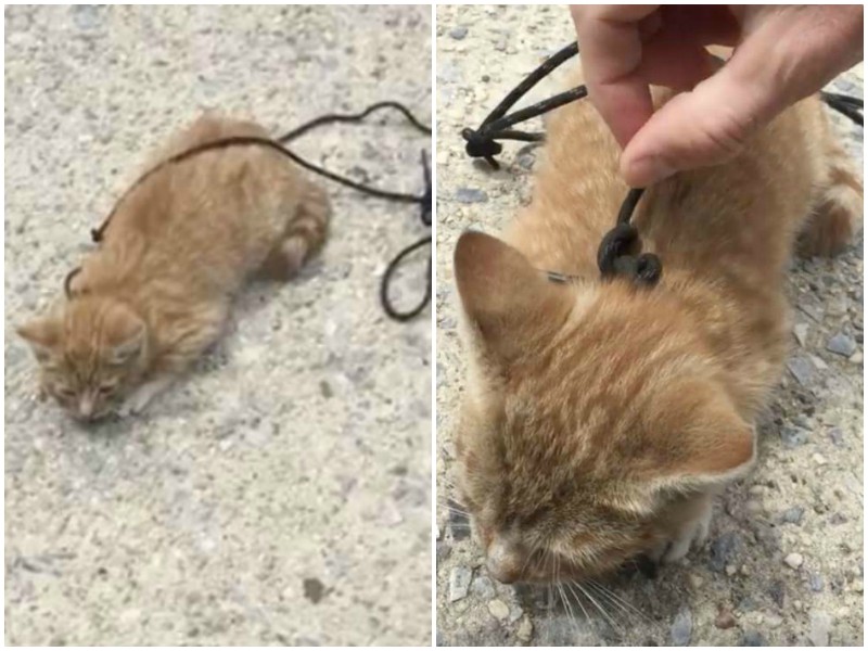 Котенок полз по тротуару с перевязанной шнурком шеей Котенок полз по тротуару с перевязанной шнурком шеей история, история спасения, котенок, коты, котята, кошки, помощь животным, спасение животных