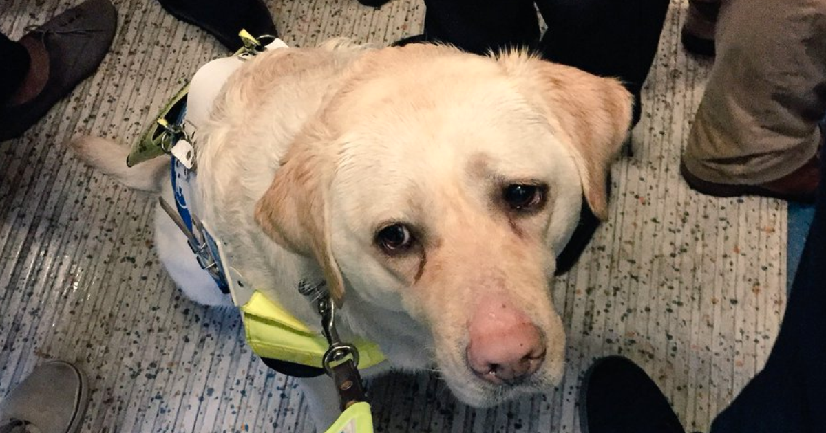 Blind Man Left In ‘Tears’ After Nobody Gave Up Their Seat For Him And His Guide Dog On The Train