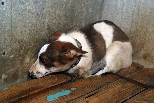 Щенок вырывался, никак не хотел умирать и боролся за свою жизнь...