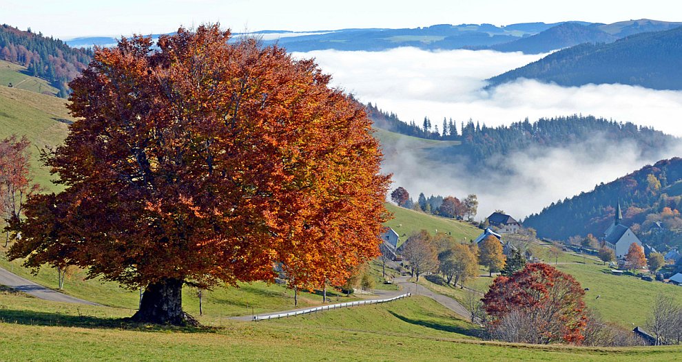 Осенняя долина в Шварцвальде, Германия