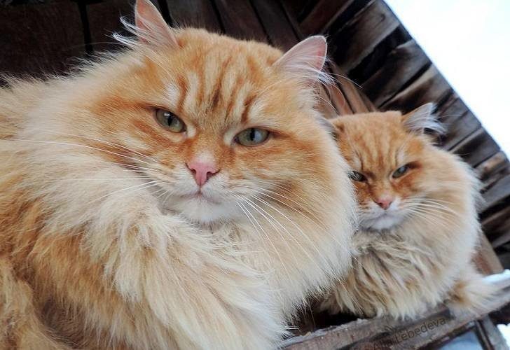 Что за чудо эти кошки!