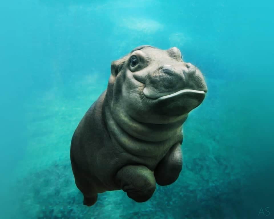 смешные фото бегемот в воде