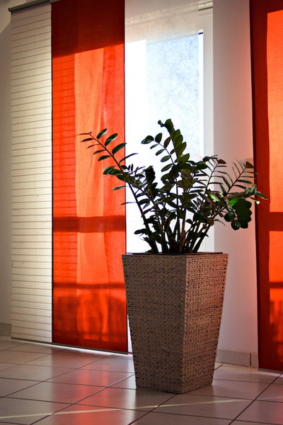 Замиокулькас (Zamioculcas) Замиокулькас (Zamioculcas)