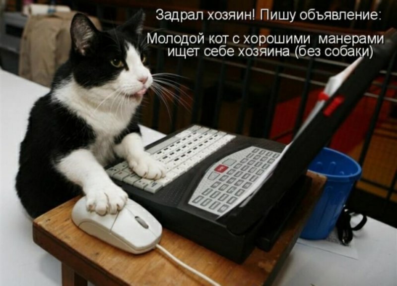 Субботний котопост забавные фото с котами., кошки, приколы с котами, смешные коты