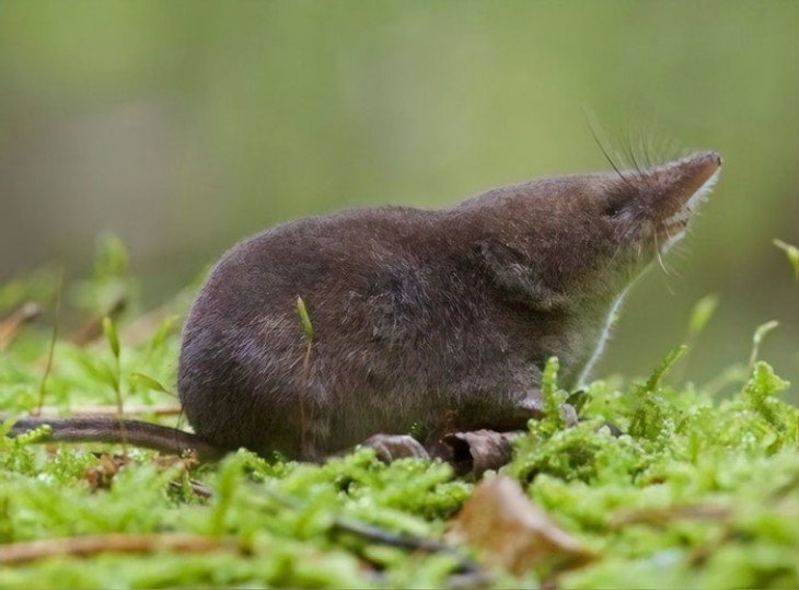 6 пар животных, которые, несмотря на сходство, генетически несовместимы