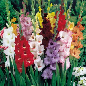 gladiolus2