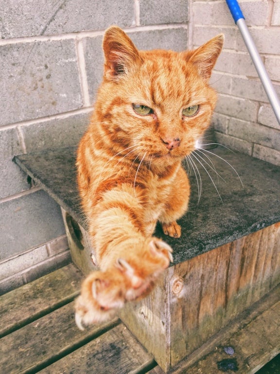 старые коты и собаки рыжий кот