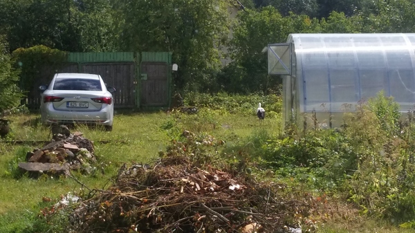 Аист Фёдор Аист, белый аист, дача, птицы, видео, длиннопост