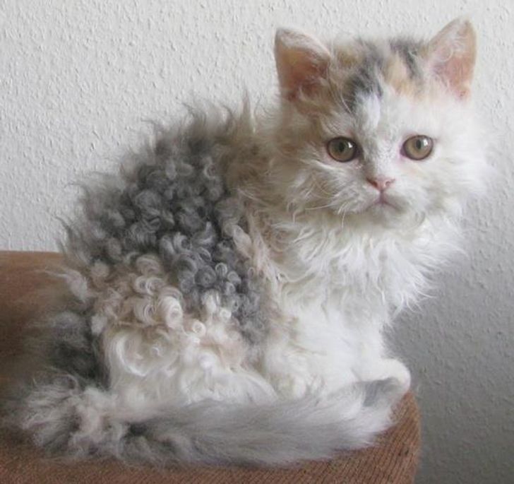 7 фото кудрявых кошек, которые напоминают милых овечек